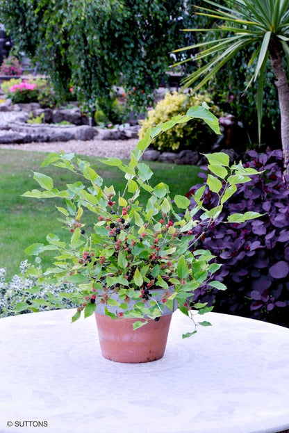  Dwergmoerbei (Morus Rotundiloba 'Mojo Berry')