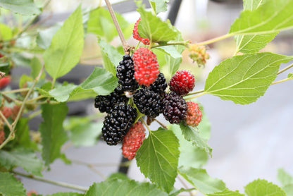  Dwergmoerbei (Morus Rotundiloba 'Mojo Berry')