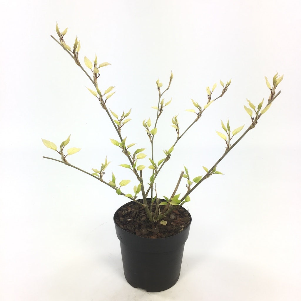  Dwergmoerbei (Morus Rotundiloba 'Mojo Berry')