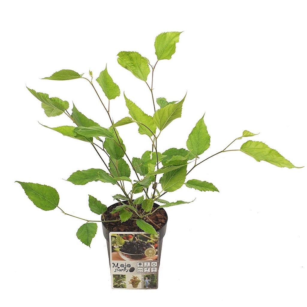  Dwergmoerbei (Morus Rotundiloba 'Mojo Berry')