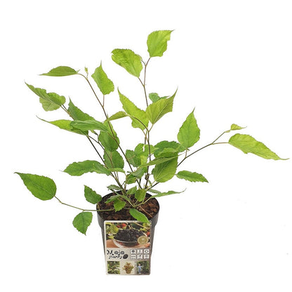  Dwergmoerbei (Morus Rotundiloba 'Mojo Berry')