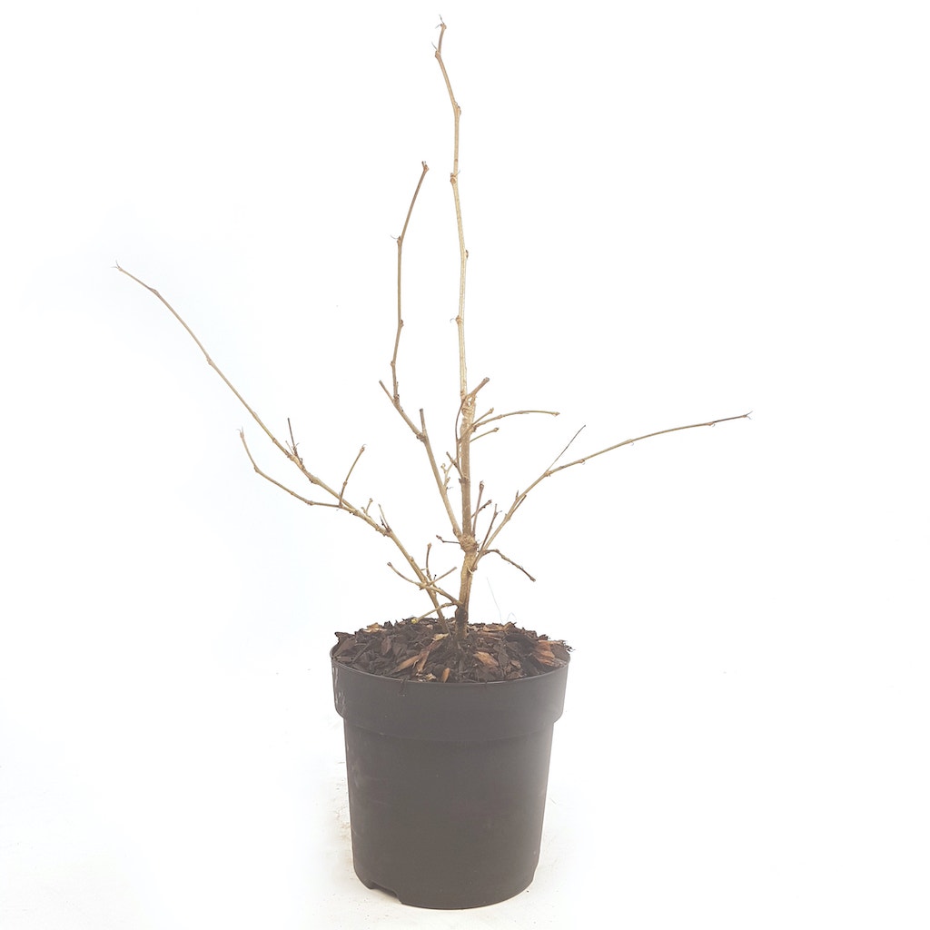  Dwergmoerbei (Morus Rotundiloba 'Mojo Berry')