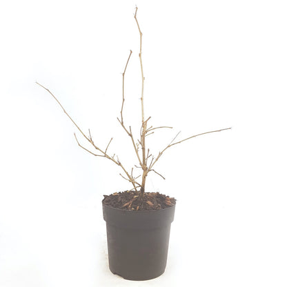  Dwergmoerbei (Morus Rotundiloba 'Mojo Berry')