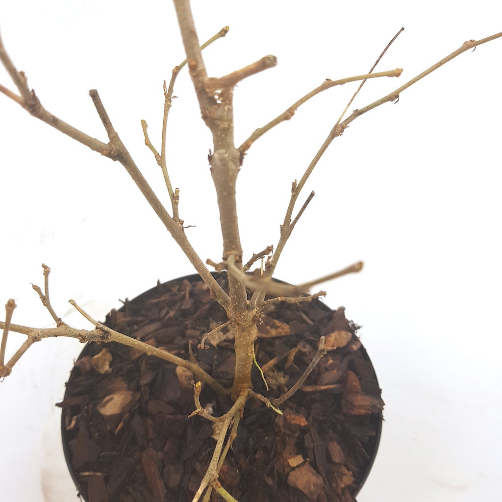  Dwergmoerbei (Morus Rotundiloba 'Mojo Berry')