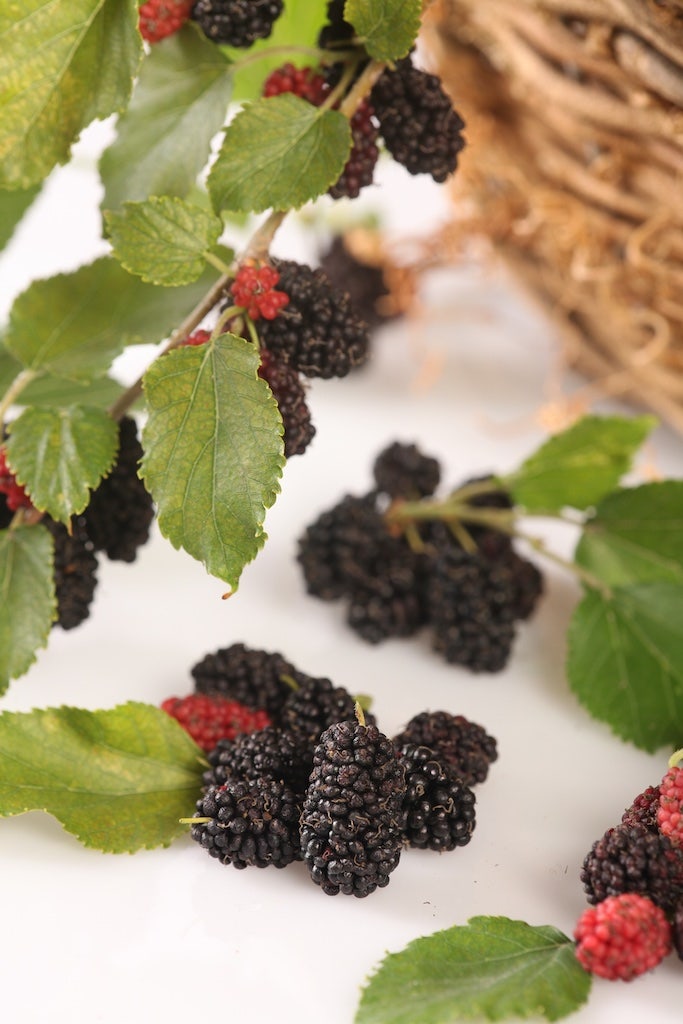  Dwergmoerbei (Morus Rotundiloba 'Mojo Berry')