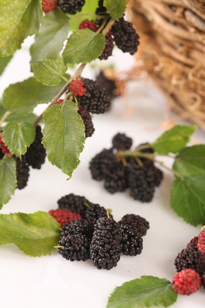  Dwergmoerbei (Morus Rotundiloba 'Mojo Berry')