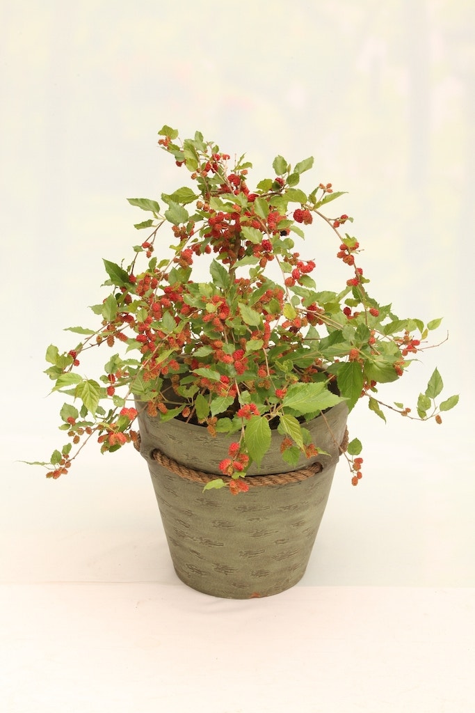  Dwergmoerbei (Morus Rotundiloba 'Mojo Berry')