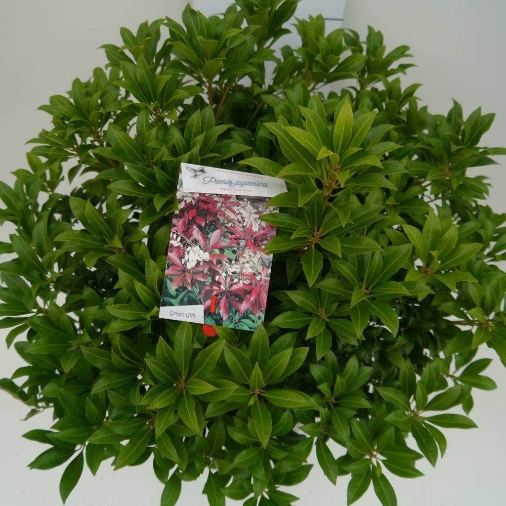  Rotsheide (Pieris Japonica 'Mountain Fire')