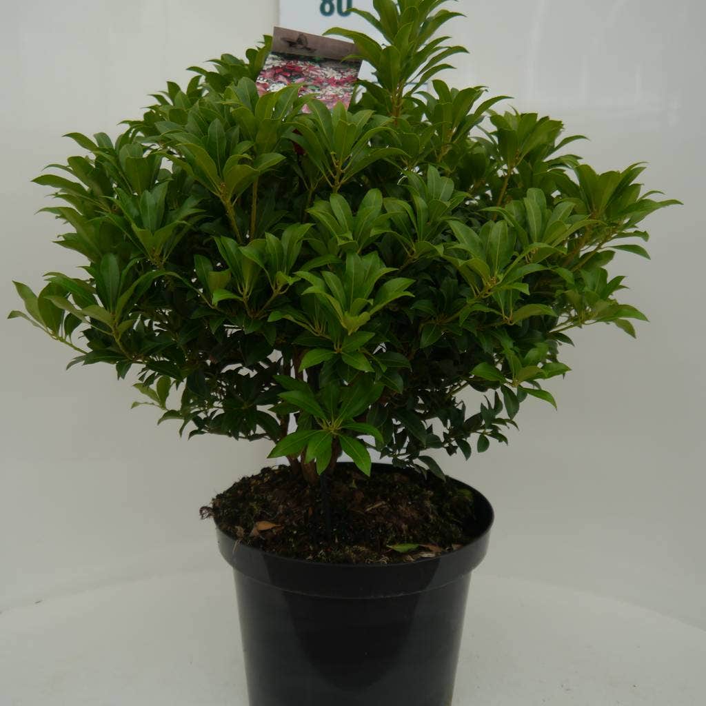  Rotsheide (Pieris Japonica 'Mountain Fire')
