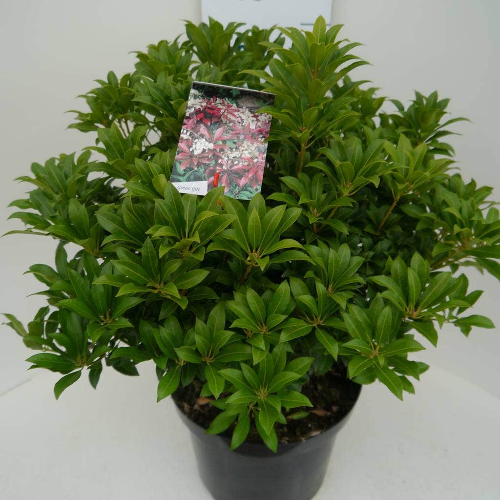  Rotsheide (Pieris Japonica 'Mountain Fire')