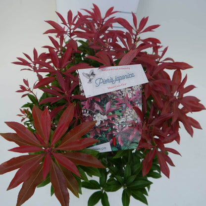  Rotsheide (Pieris Japonica 'Mountain Fire')