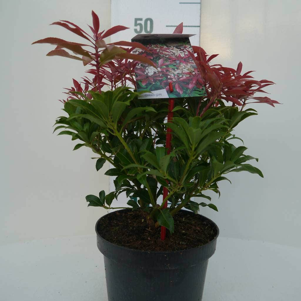  Rotsheide (Pieris Japonica 'Mountain Fire')