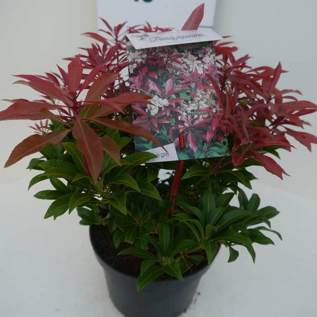  Rotsheide (Pieris Japonica 'Mountain Fire')