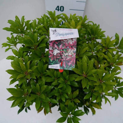  Rotsheide (Pieris Japonica 'Mountain Fire')