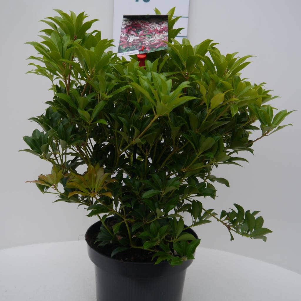 Rotsheide (Pieris Japonica 'Mountain Fire')