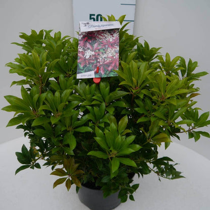  Rotsheide (Pieris Japonica 'Mountain Fire')