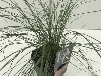  Muhlenbergia (Muhlenbergia Capillaris) 