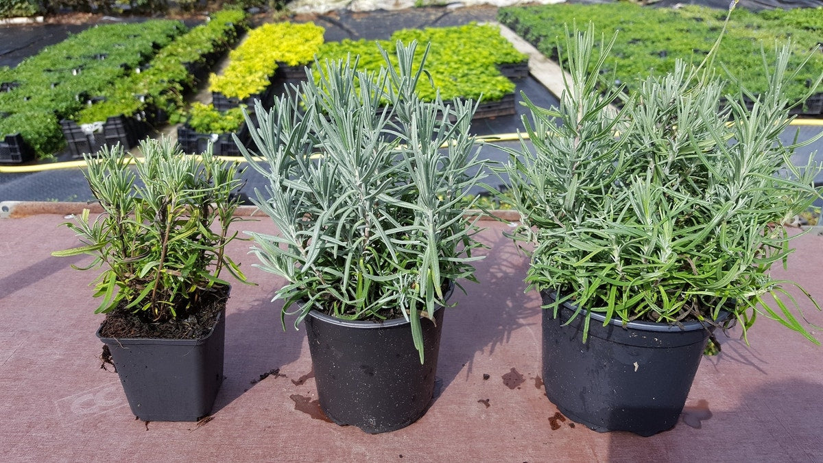  Lavendel (Lavandula Angustifolia 'Munstead')