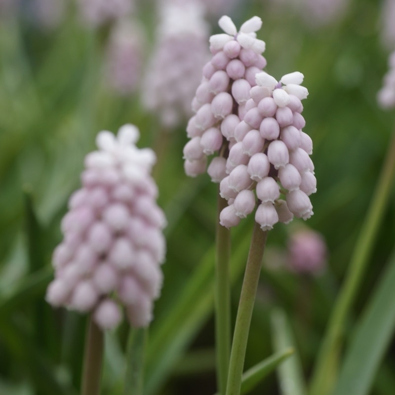  Roze Druifje (Muscari 'Pink Sunrise')