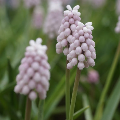  Roze Druifje (Muscari 'Pink Sunrise')