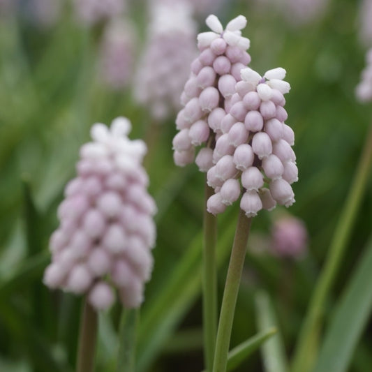  Roze Druifje (Muscari 'Pink Sunrise')