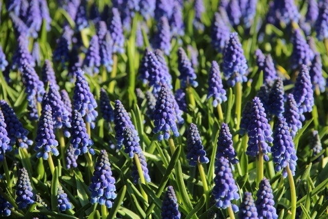  Blauwe Druifjes (Muscari Armeniacum)