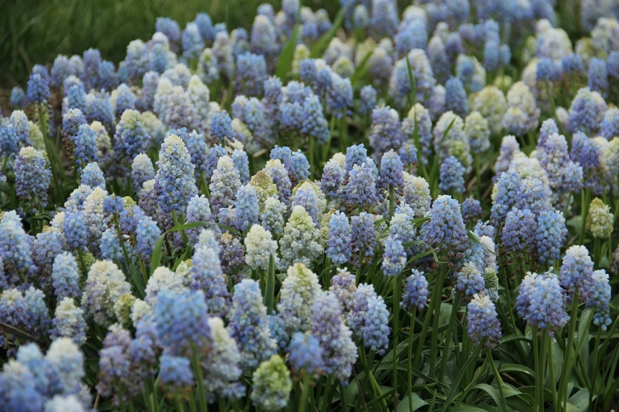  Blauwe Druifjes (Muscari 'Nature's Beauty')