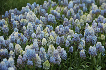  Blauwe Druifjes (Muscari 'Nature's Beauty')