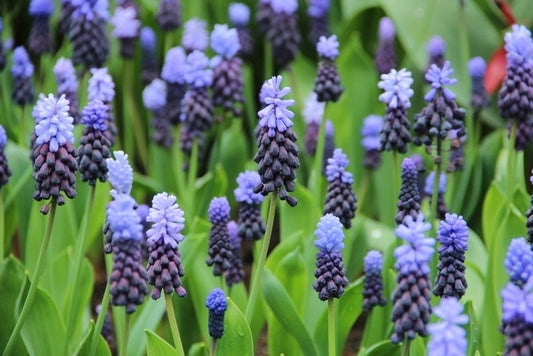  Kaboutermutsjes (Muscari Latifolium)