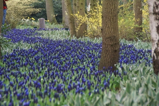  Kaboutermutsjes (Muscari Latifolium)