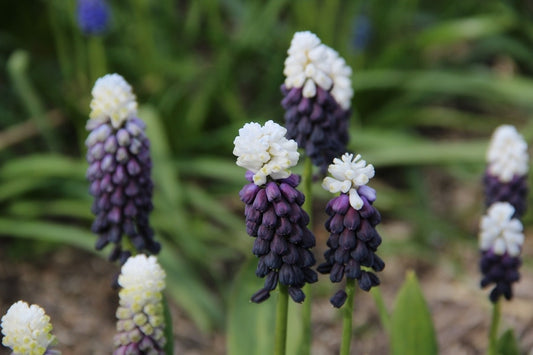  Blauwe Druifjes (Muscari Latifolium 'Grape Ice')