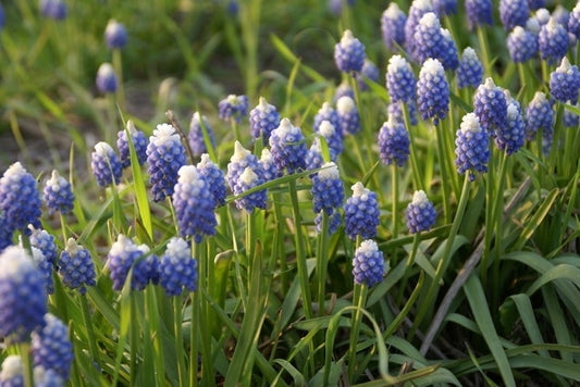  Blauwe Druifjes (Muscari Aucheri 'Ocean Magic')