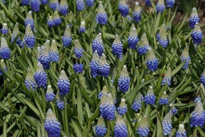  Blauwe Druifjes (Muscari Aucheri 'Ocean Magic')