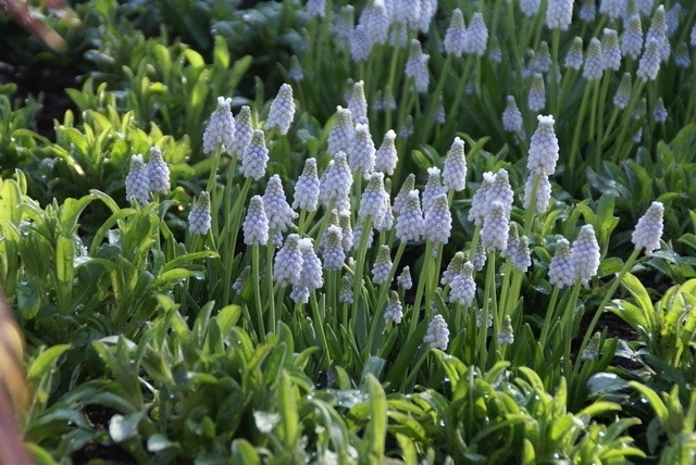 Blauwe Druifjes (Muscari 'Peppermint')