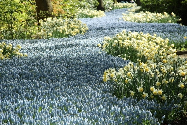  Blauwe Druifjes (Muscari 'Peppermint')