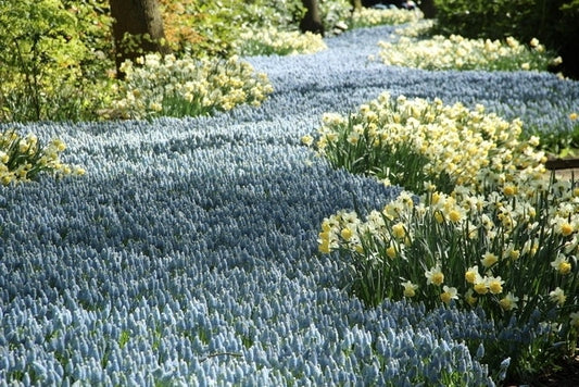  Blauwe Druifjes (Muscari 'Peppermint')