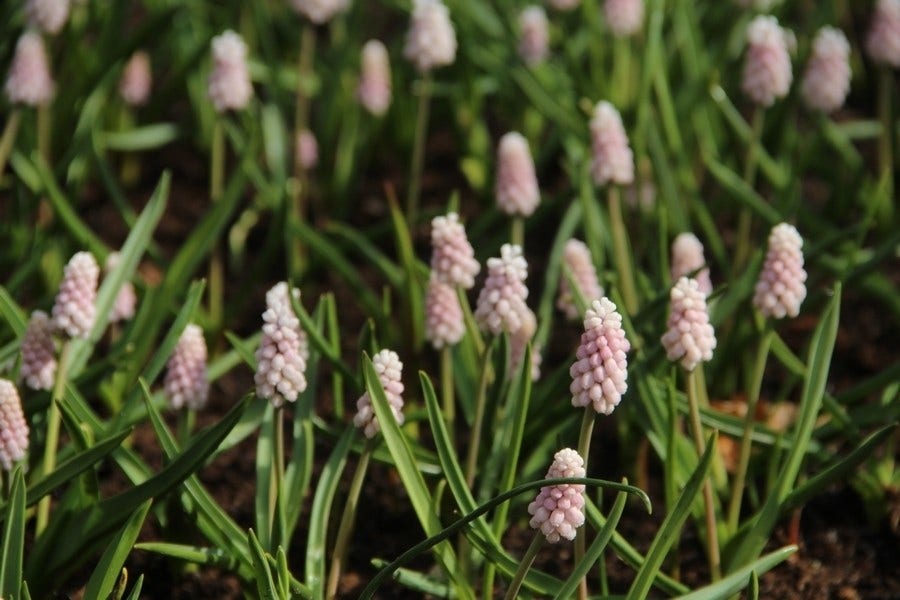  Roze Druifje (Muscari 'Pink Sunrise')