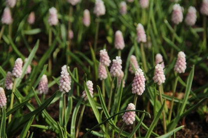  Roze Druifje (Muscari 'Pink Sunrise')