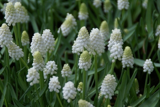  Blauwe Druifjes (Muscari Aucheri 'White Magic')