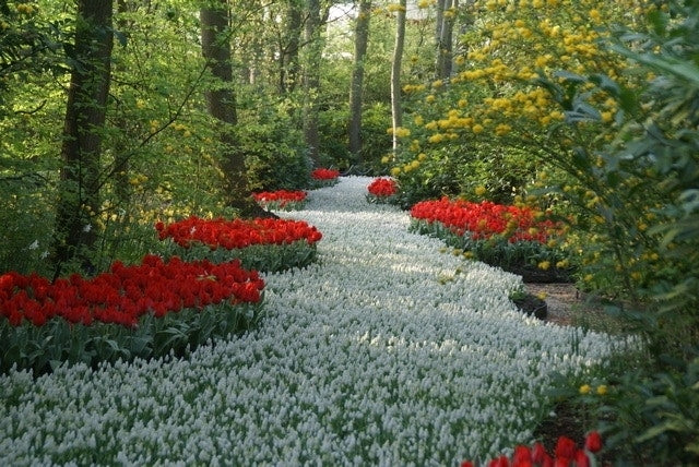  Blauwe Druifjes (Muscari Aucheri 'White Magic')