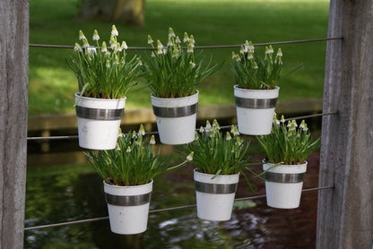  Blauwe Druifjes (Muscari Aucheri 'White Magic')