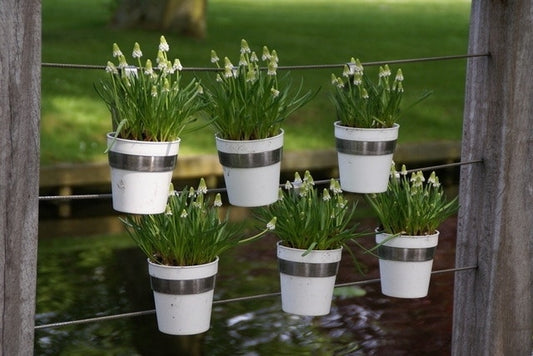  Blauwe Druifjes (Muscari Aucheri 'White Magic')