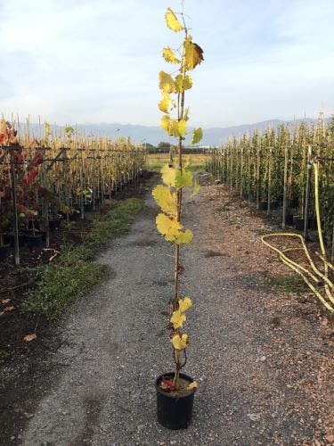  Blauwe Druif (Vitis Vinifera 'Muscat Bleu')