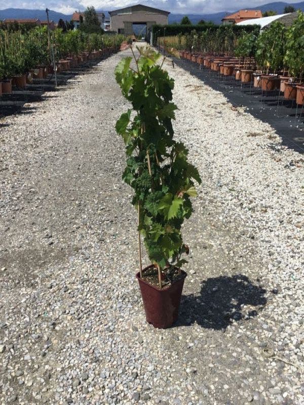  Blauwe Druif (Vitis Vinifera 'Muscat Bleu')