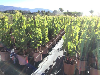  Blauwe Druif (Vitis Vinifera 'Muscat Bleu')