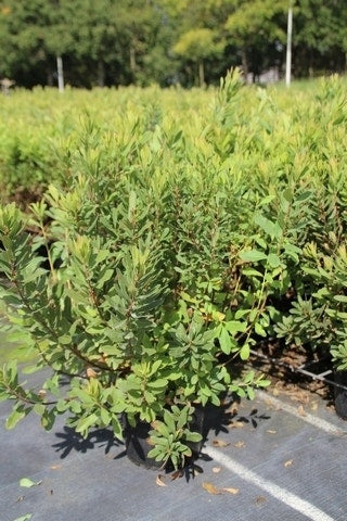  Gagel (Myrica Gale)