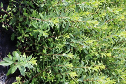 Gagel (Myrica Gale)