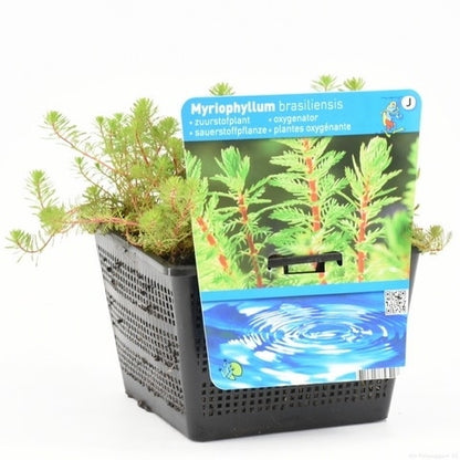  Diamantkruid (Myriophyllum 'Red Stem')