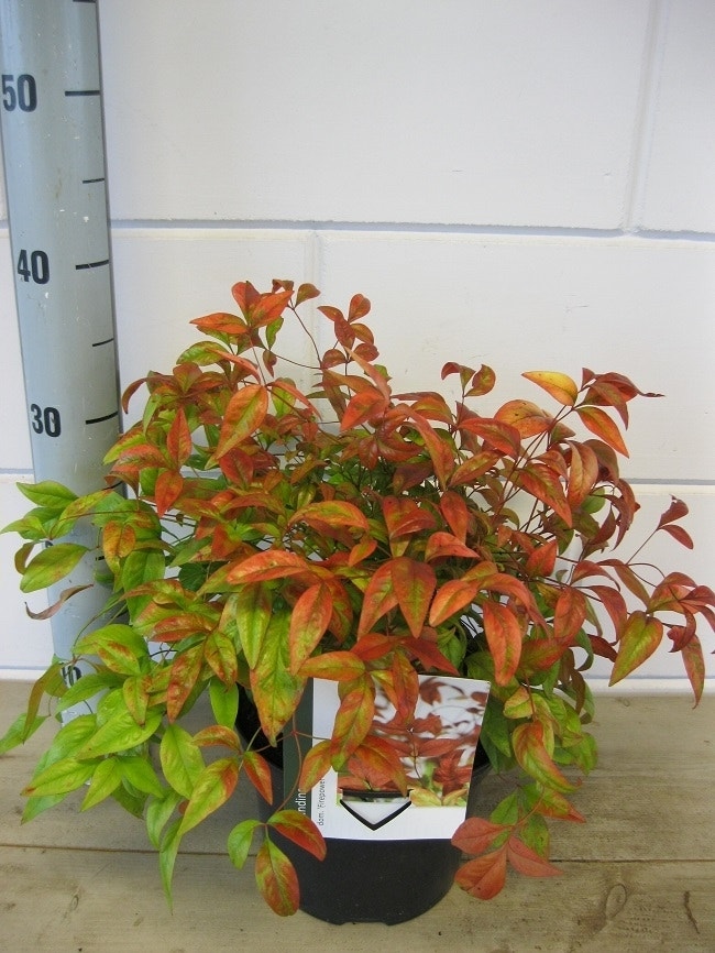  Hemelse Bamboe (Nandina Domestica 'Fire Power')