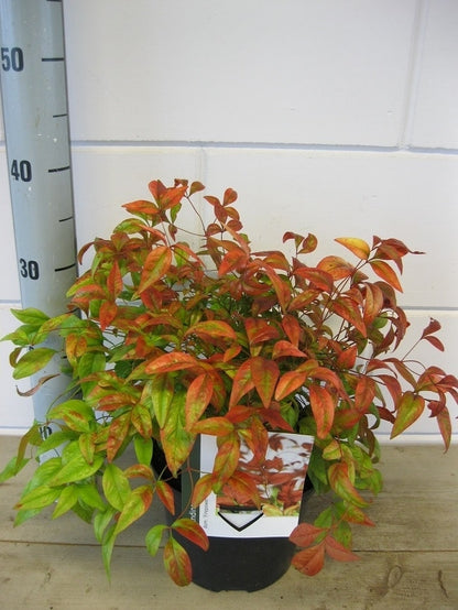  Hemelse Bamboe (Nandina Domestica 'Fire Power')